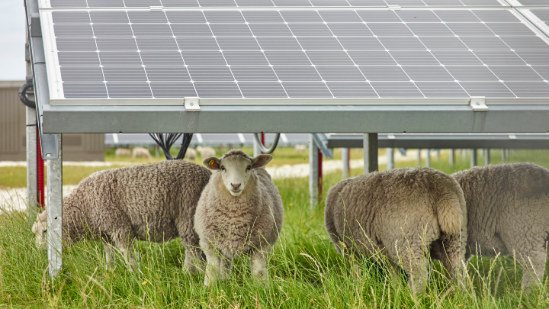 Solar Snake Max™ enables New Zealand solar farms and sheep grazing to coexist